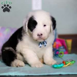 Ollie, Old English Sheepdog Puppy